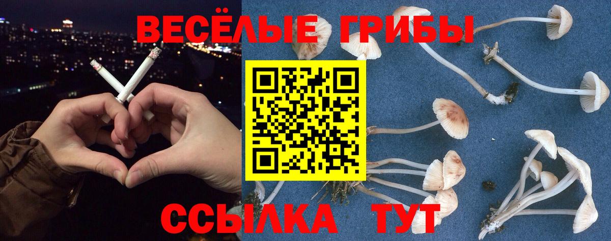 Альметьевск  Галлюциногенные грибы Cubensis  Вход с VPN 